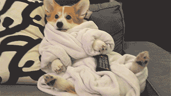 Dog, Mammal, Vertebrate, Canidae, Dog breed, Carnivore, Puppy, Companion dog, Dog clothes, Pembroke welsh corgi, 
