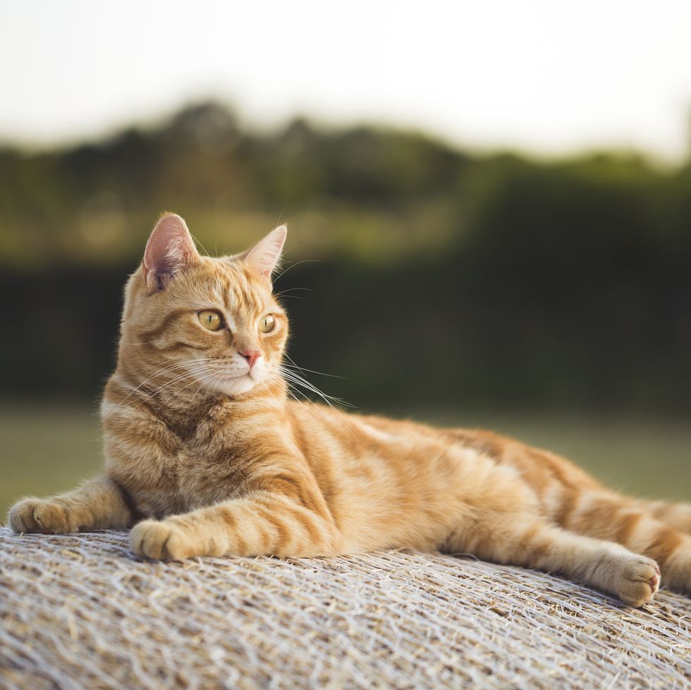 orange cat breeds american shorthair