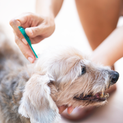 woman removing a tick on a dog with tweezers