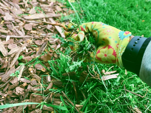 como cuidar jardin otoño