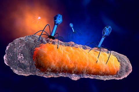 3d rendered illustration of a anatomically correct group of bacteriophage viruses attacking a bacteria