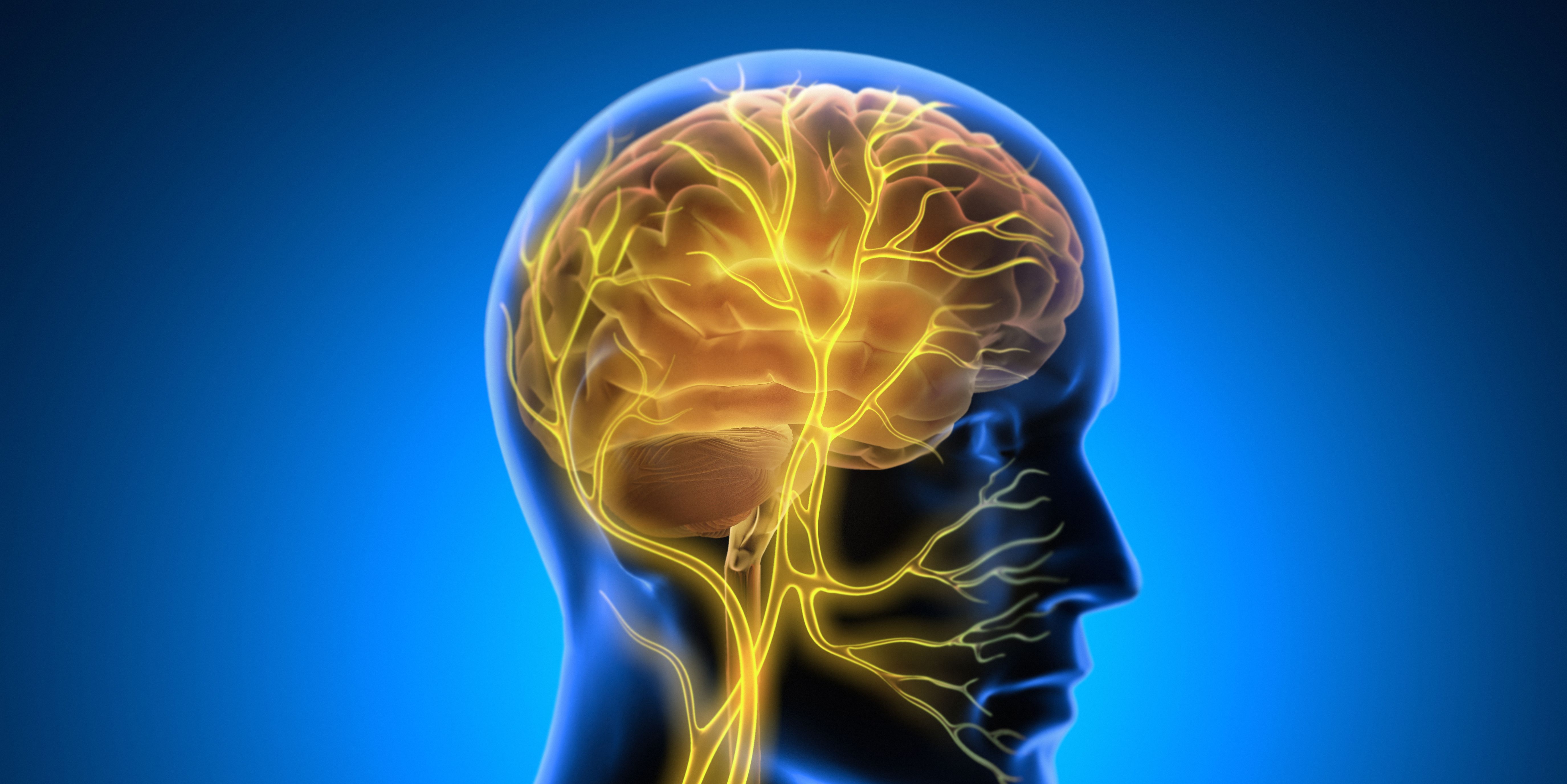 rendering-of-man-with-vagus-nerve-royalty-free-image-1747939264.pjpeg