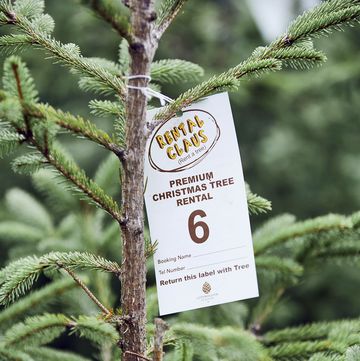 rent a christmas tree  how tree renting works