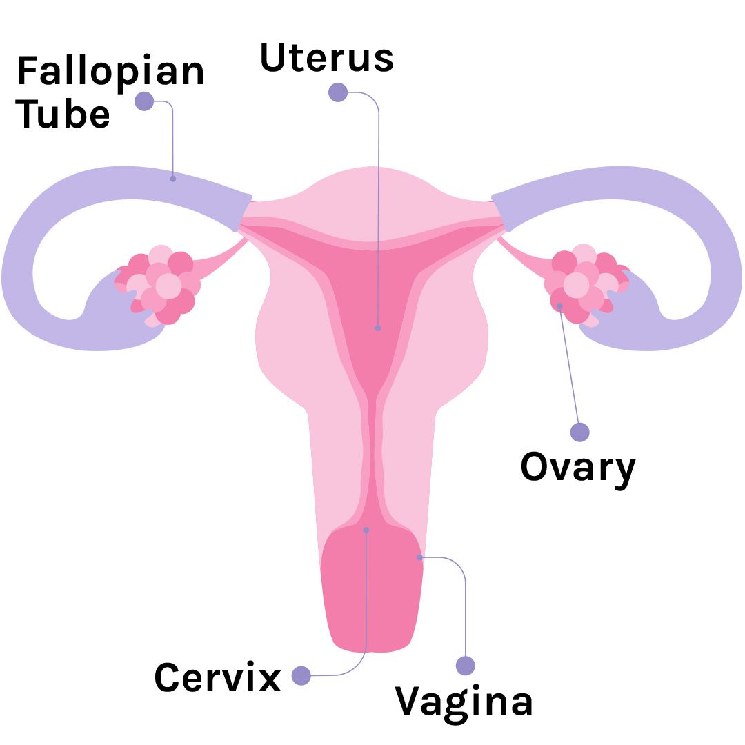 A Guide To Your Vagina Anatomy - Parts Of The Vagina