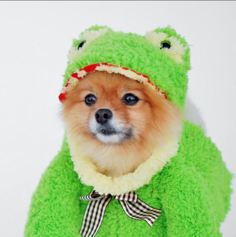what should i dress my stuffed animal as for halloween? : r/RandomQuestion