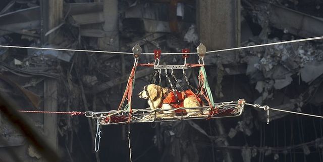 2001年に起きたアメリカ同時多発テロ事件の現場で活躍した救助犬