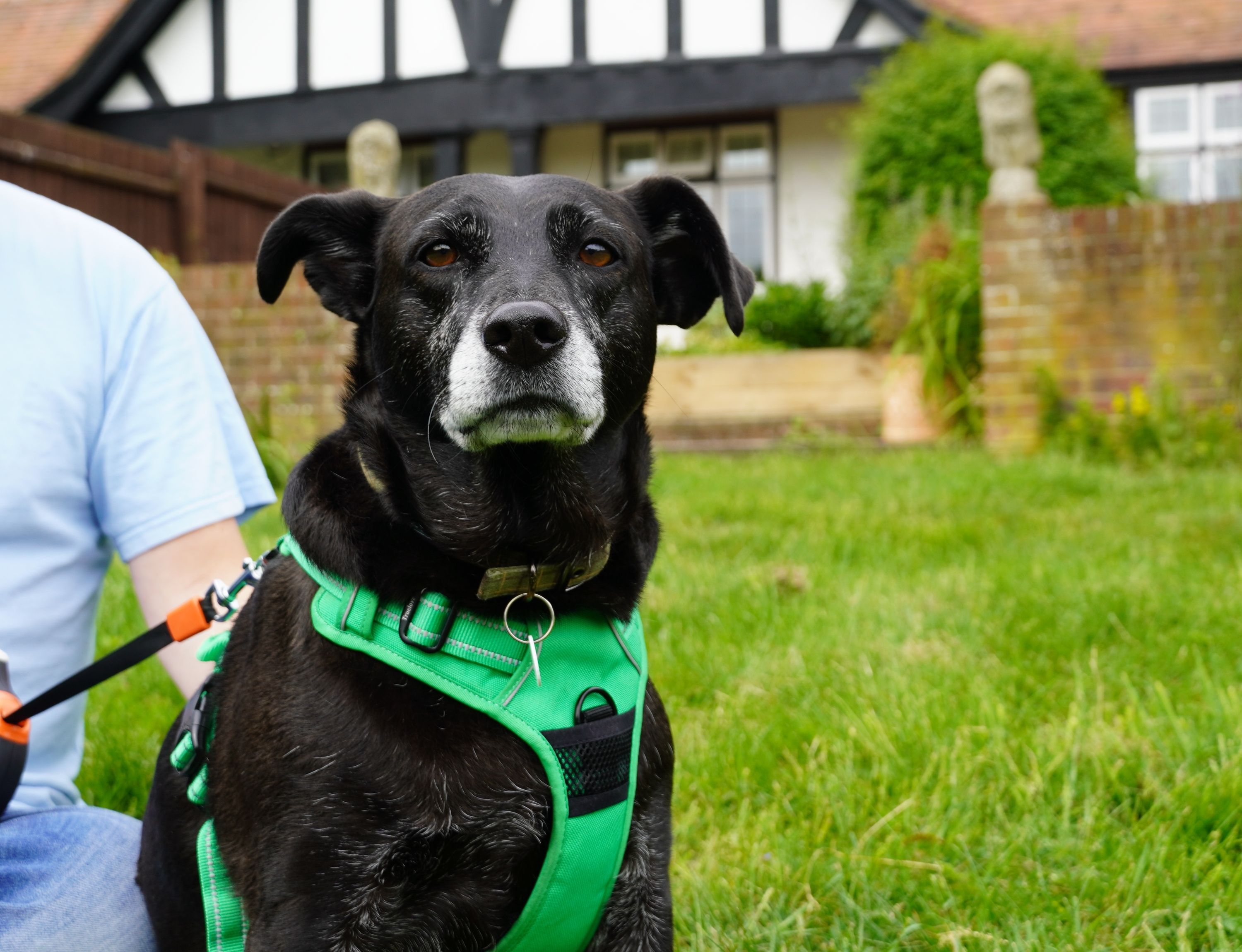 Elderly Rescue Dog Has Zero Adoption Viewings In Almost A Year