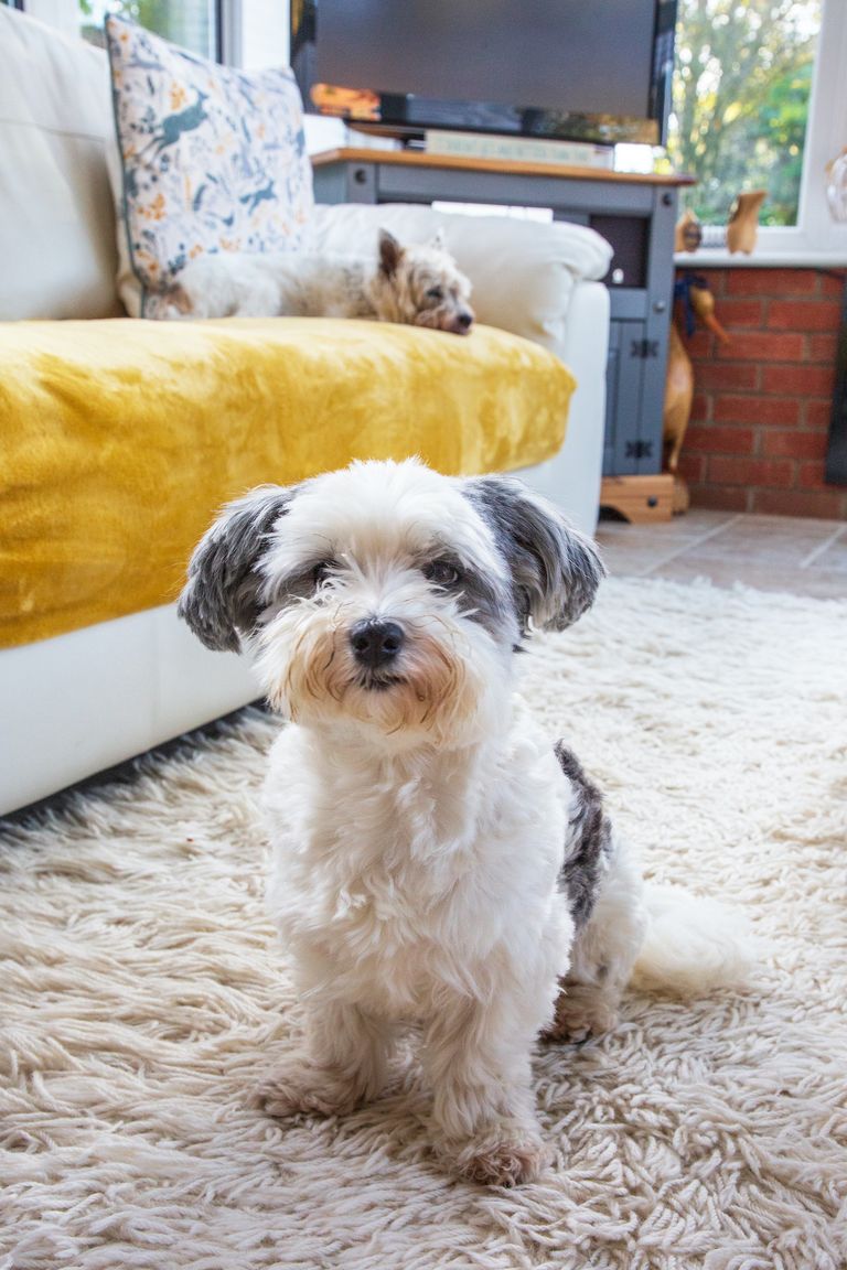 Dog Who 'Spent All His Time Staring at The Wall' Unrecognisable in New Home