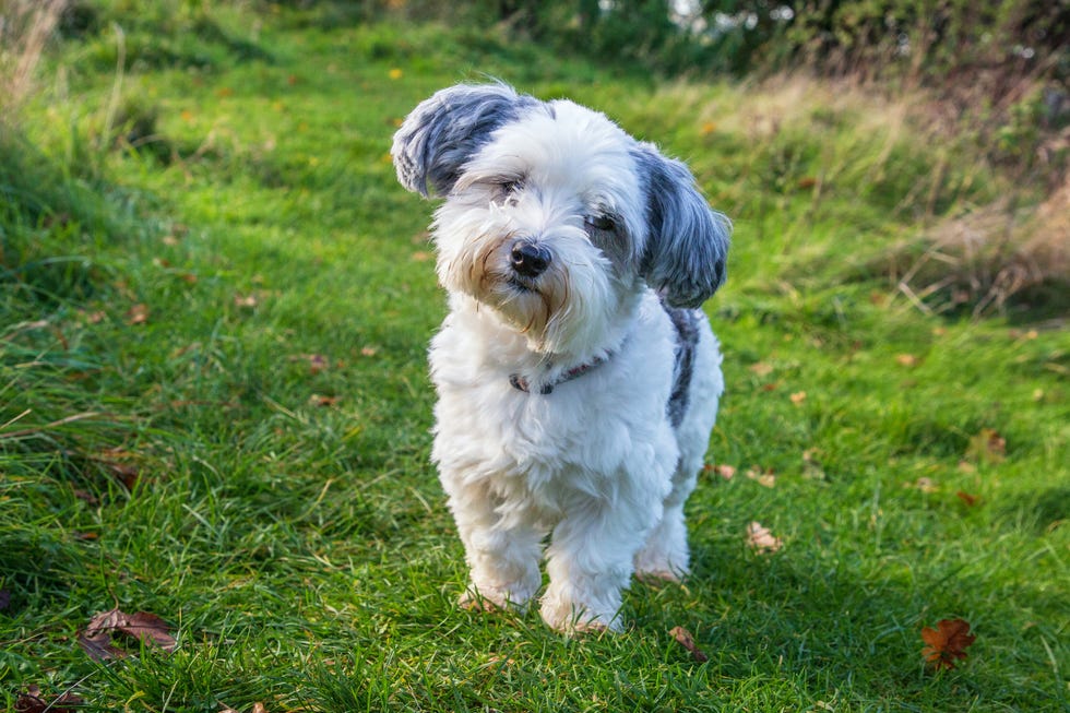 Dog Who 'Spent All His Time Staring at The Wall' Unrecognisable in New Home