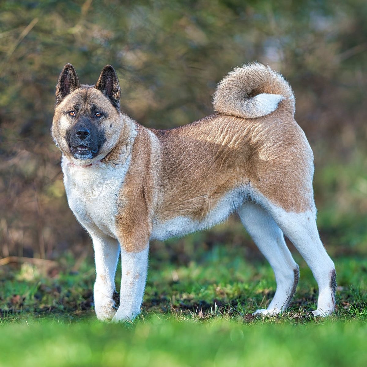 can a akita live in ireland