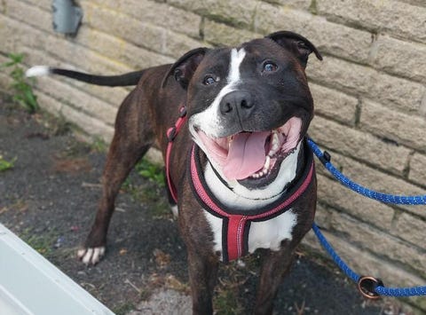 Affectionate Rescue Dog Is Searching For His Forever Home