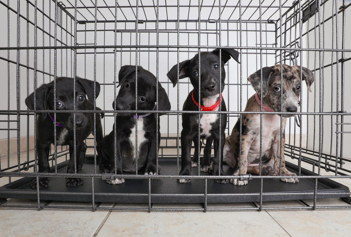 Call for people to sign petition to make it easier to adopt rescue dogs ...