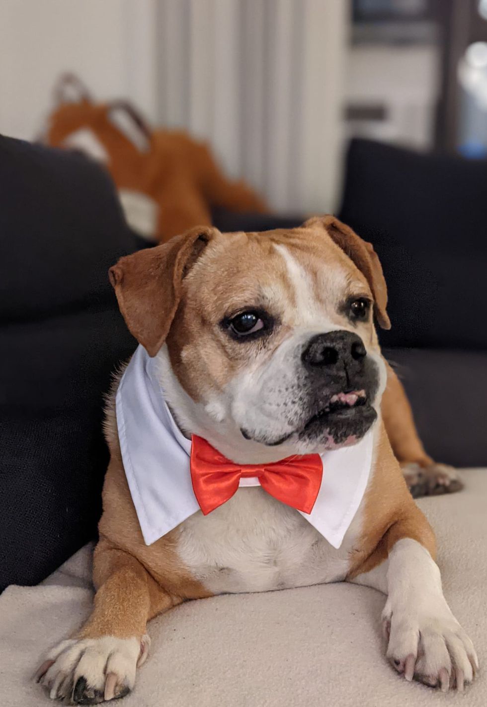 a dog wearing a bow tie