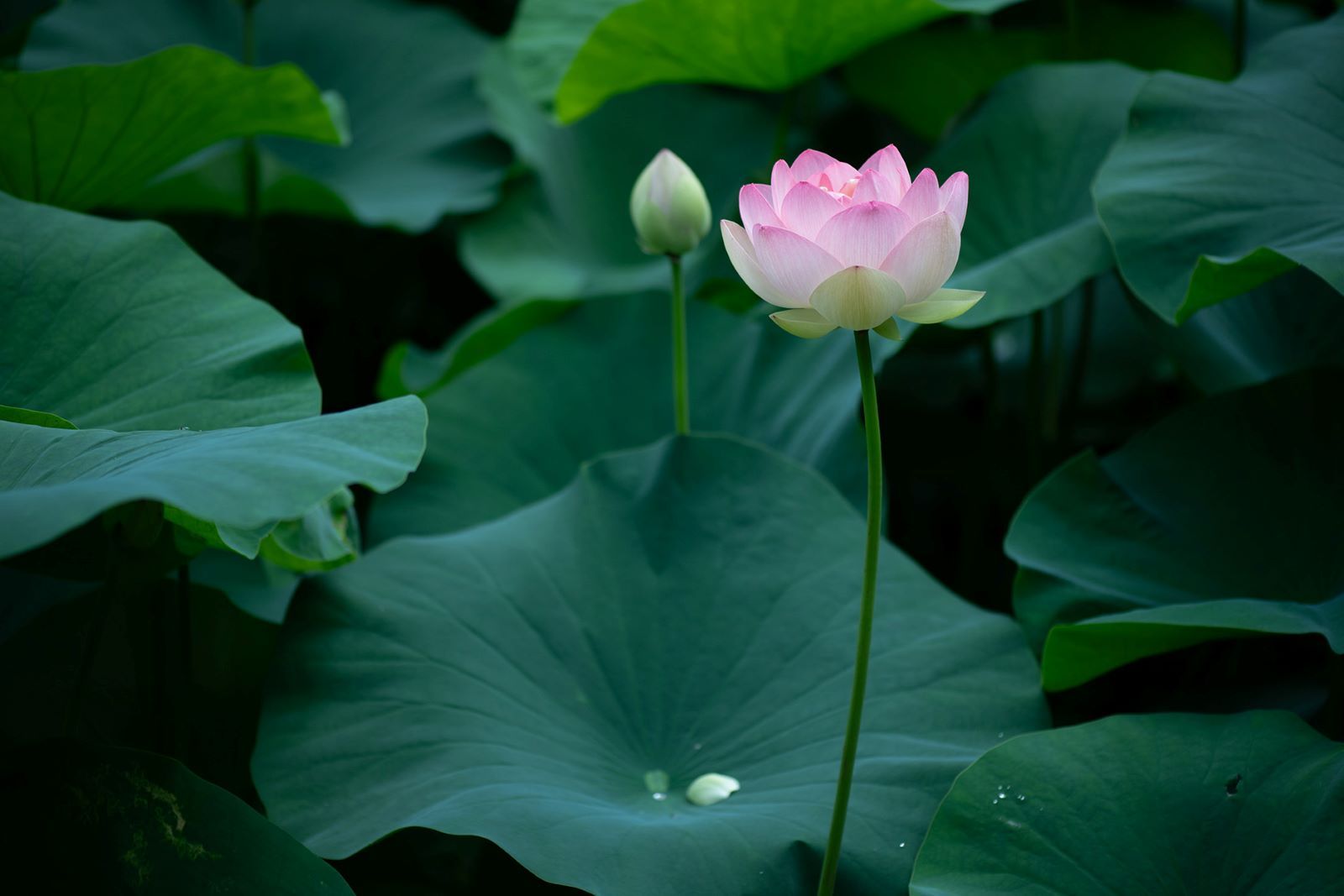 大輪の蓮の花が美しい白沙村荘 橋本関雪記念館【きょうの京都】