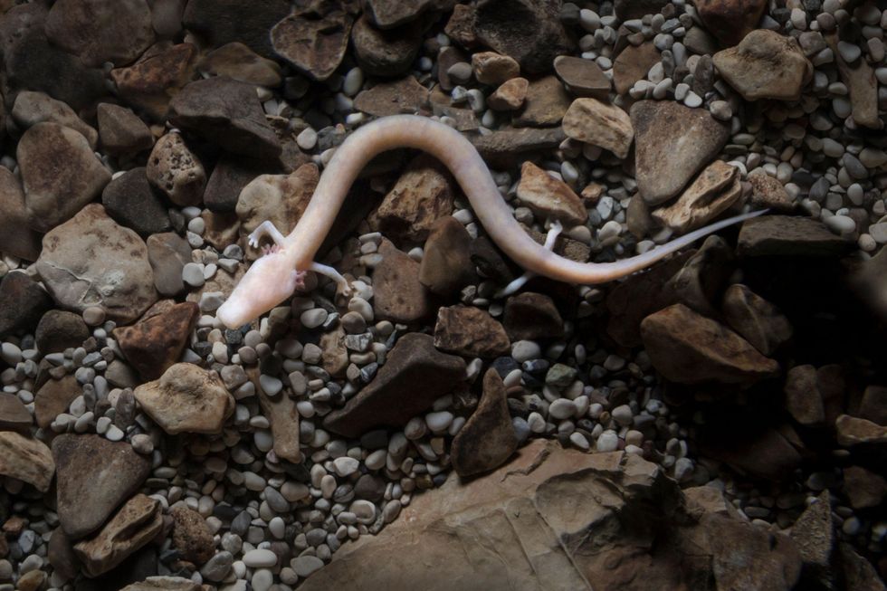 de olm een blinde salamander die voorkomt in grotten in sloveni itali en albani kan honderd jaar oud worden