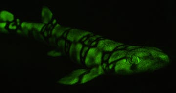 Een kettingkathaai een van de tweehonderd soorten zeedieren waarbij biofluorescentie werd waargenomen gloeit op in neongroen tijdens een fluorduik bij de kust van Californi Door dit soort surrealistische duikervaringen komen wetenschappers meer te weten over het leven in zee en kunnen ze dit ook beter beschermen  en nu kunnen ook reizigers dit ervaren
