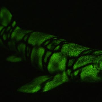 Biofluorescent shark Een kettingkathaai een van de tweehonderd soorten zeedieren waarbij biofluorescentie werd waargenomen gloeit op in neongroen tijdens een fluorduik bij de kust van Californi Door dit soort surrealistische duikervaringen komen wetenschappers meer te weten over het leven in zee en kunnen ze dit ook beter beschermen en nu kunnen ook reizigers dit ervaren