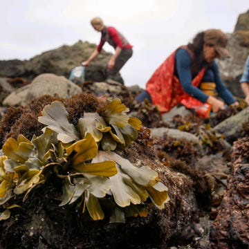 Seaweed Harvest Heidi Herrmann links vanStrong Arm Farm verzamelt blaaswier met Ariana Mazzuchi en Jack Herron in de buurt van Jenner in NoordCaliforni De afgelopen jaren is het foerageren van zeewier over de hele wereld steeds populairder geworden