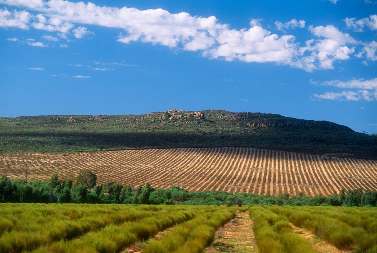 Op een plantage in de heuvels bij Clanwilliam in ZuidAfrika zijn rijen rooibosstruiken geplant Rooibosthee is populair vanwege zijn medicinale eigenschappen en wordt in ZuidAfrika door bijna iedereen gedronken maar de plant groeit uitsluitend in de ZuidAfrikaanse bergstreek Cederberg