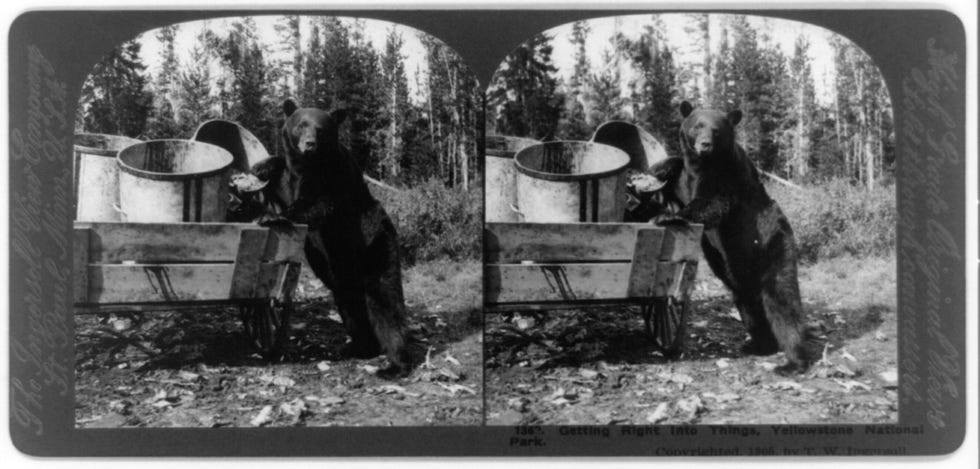 Op deze stereofoto is een zwarte beer op zoek naar eten tussen vuilnisbakken op een wagen in Yellowstone National Park In Yellowstone komen zowel zwarte beren als grizzlyberen voor De dieren kunnen tussen maart en november worden gespot