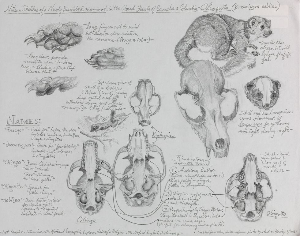 Met behulp van schetsen en aantekeningen is de olinguito Bassaricyon neblina beschreven een wasbeerachtig dier dat inheems is in de nevelwouden van Ecuador en Colombia en pas in 2013 werd ontdekt
