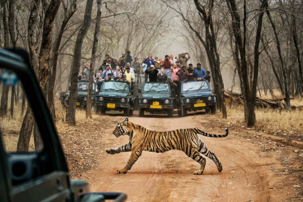 In het Indiase Rajasthan neemt een menigte toeristen fotos van een tijger die een onverharde weg oversteekt in Ranthambore National Park