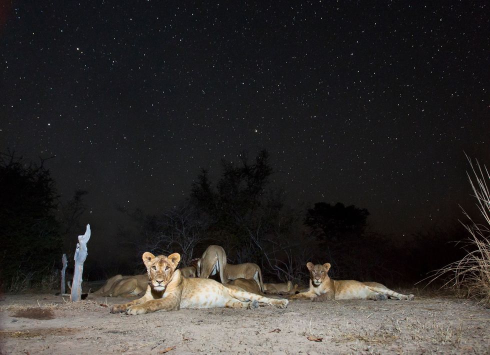 In het South Luangwa National Park rust een troep leeuwen uit onder een met sterren bezaaide hemel