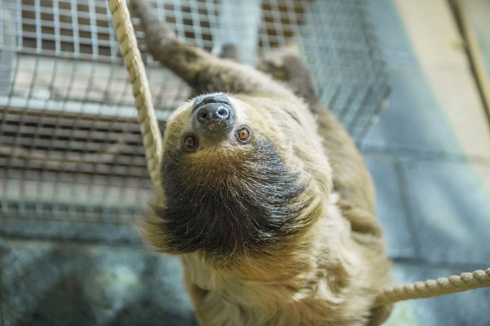 Retirement home opens in Wales for sloths