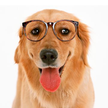 Dog, Canidae, Mammal, Dog breed, Facial expression, Golden retriever, Nose, Snout, Carnivore, Glasses, 