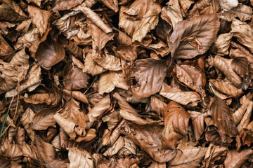 8 ways to repurpose fallen autumn leaves