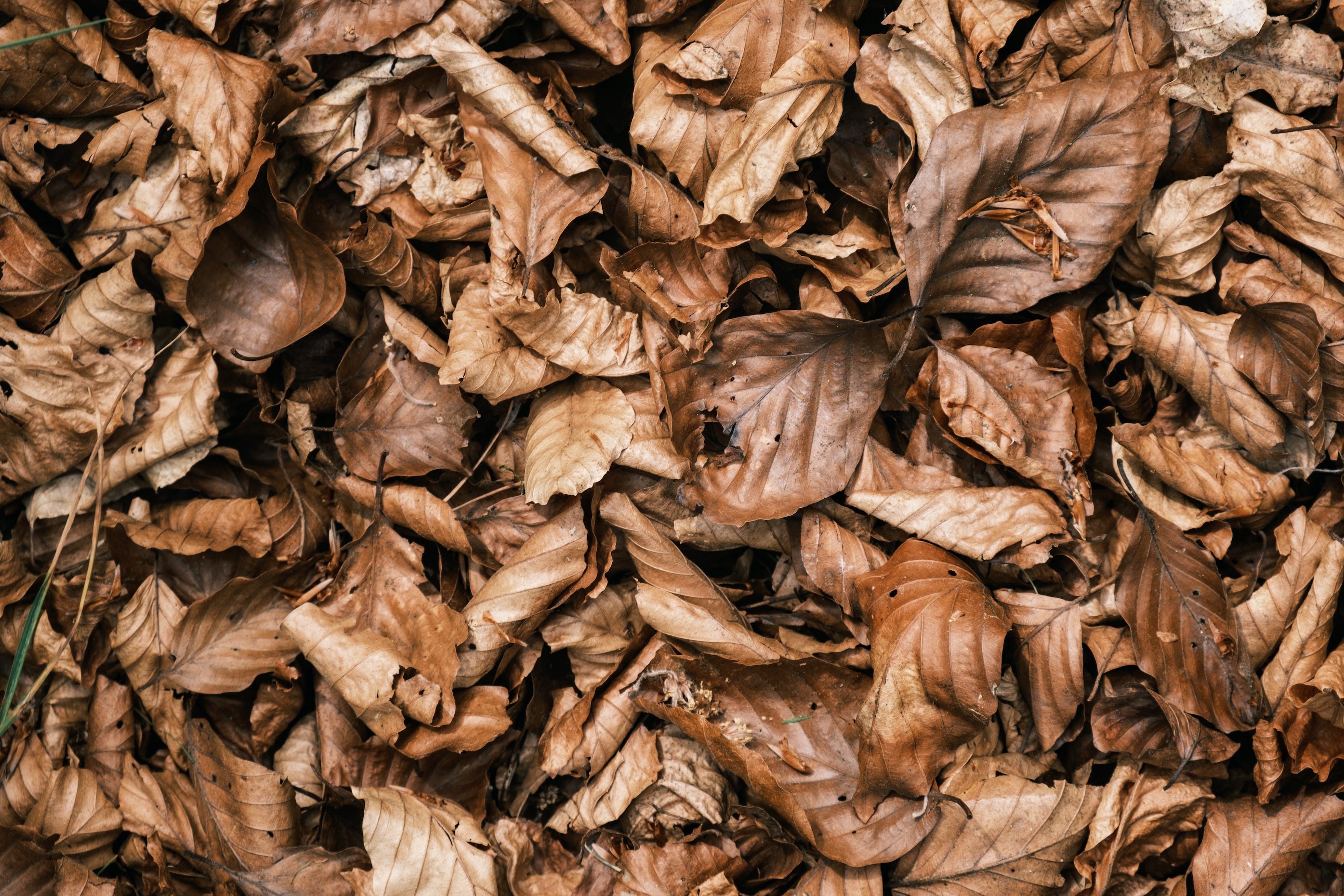 Fallen Leaves
