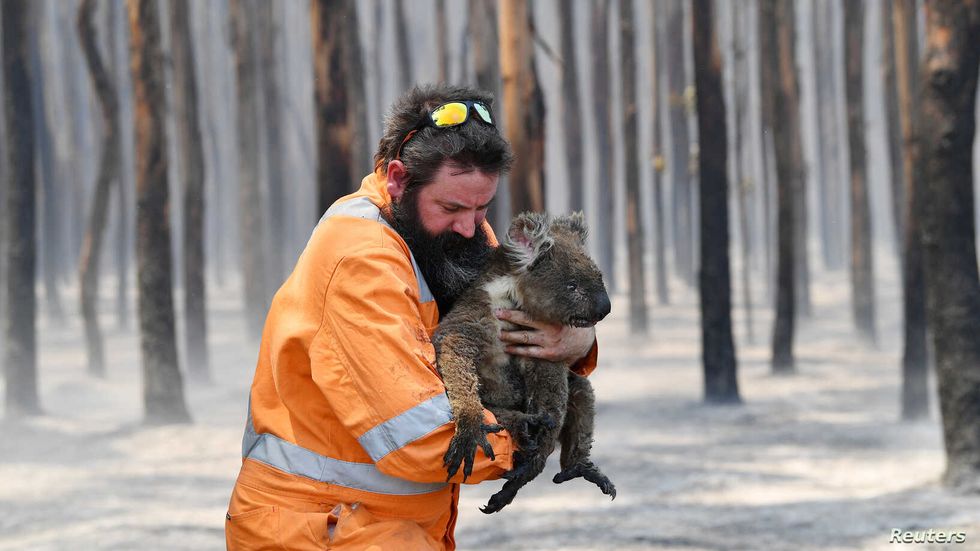 an australian relief worker saves a koala during the australian wildfires