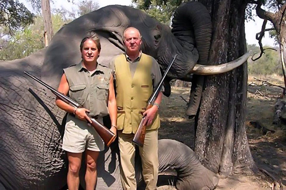 Elephant, Elephants and Mammoths, Terrestrial animal, Tree, Adaptation, Tusk, Wildlife, African elephant, Safari, 