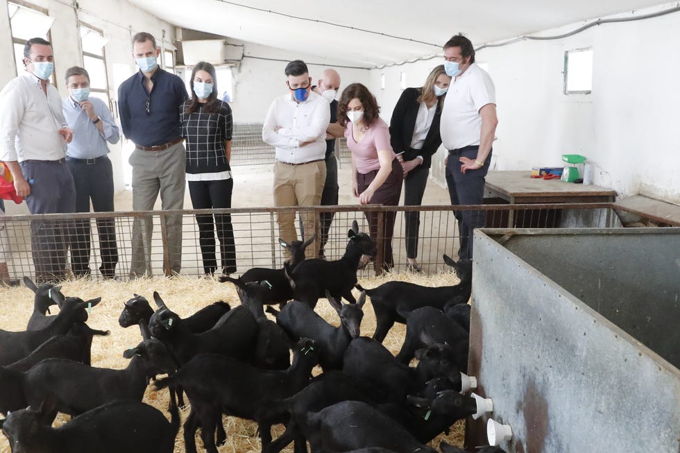 los reyes en explotación agroganadera en la localidad de vega de san martín