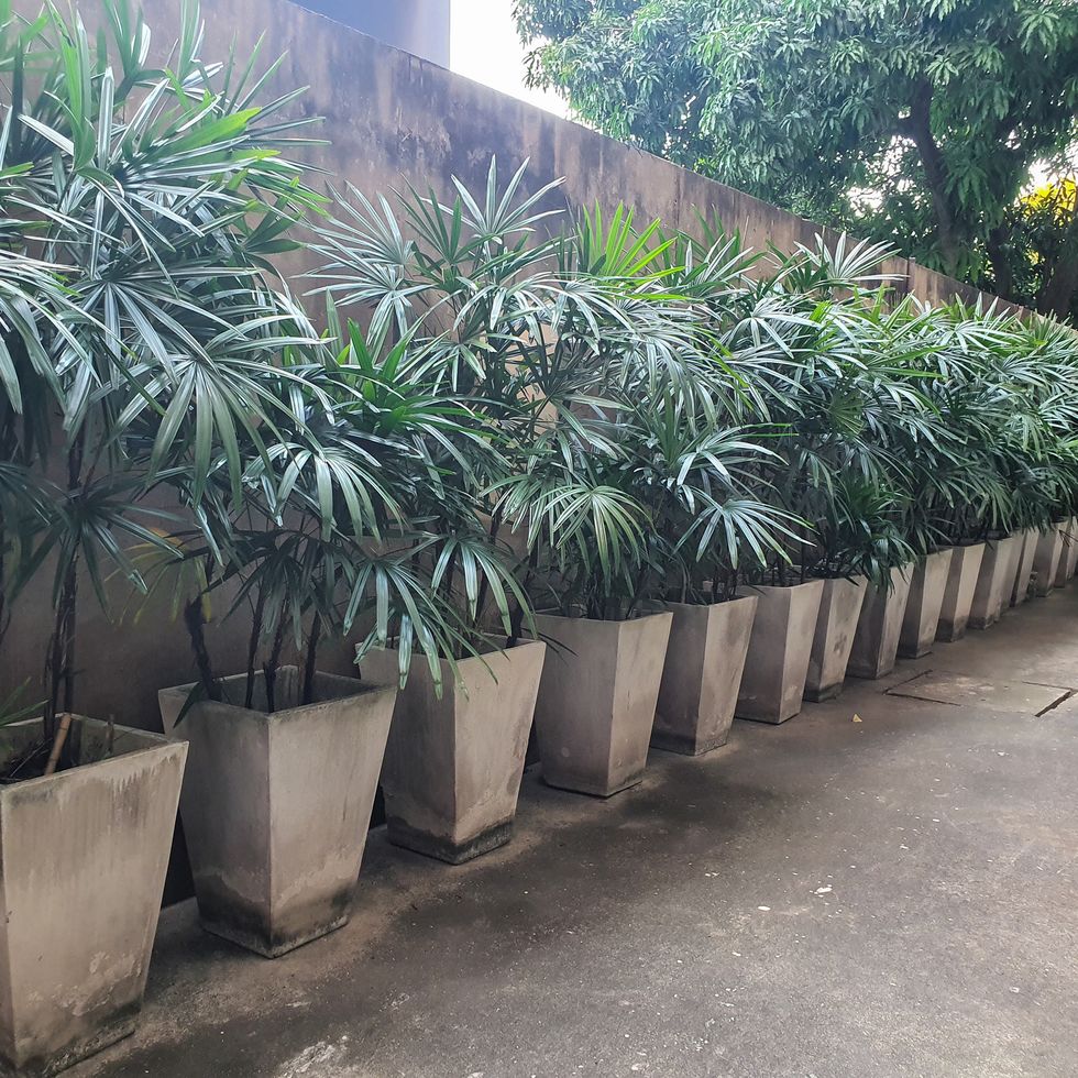rhapis excelsa, también conocida como palma de dama de hoja ancha o palma de bambú revestida en el piso de cemento en el hotel, tailandia