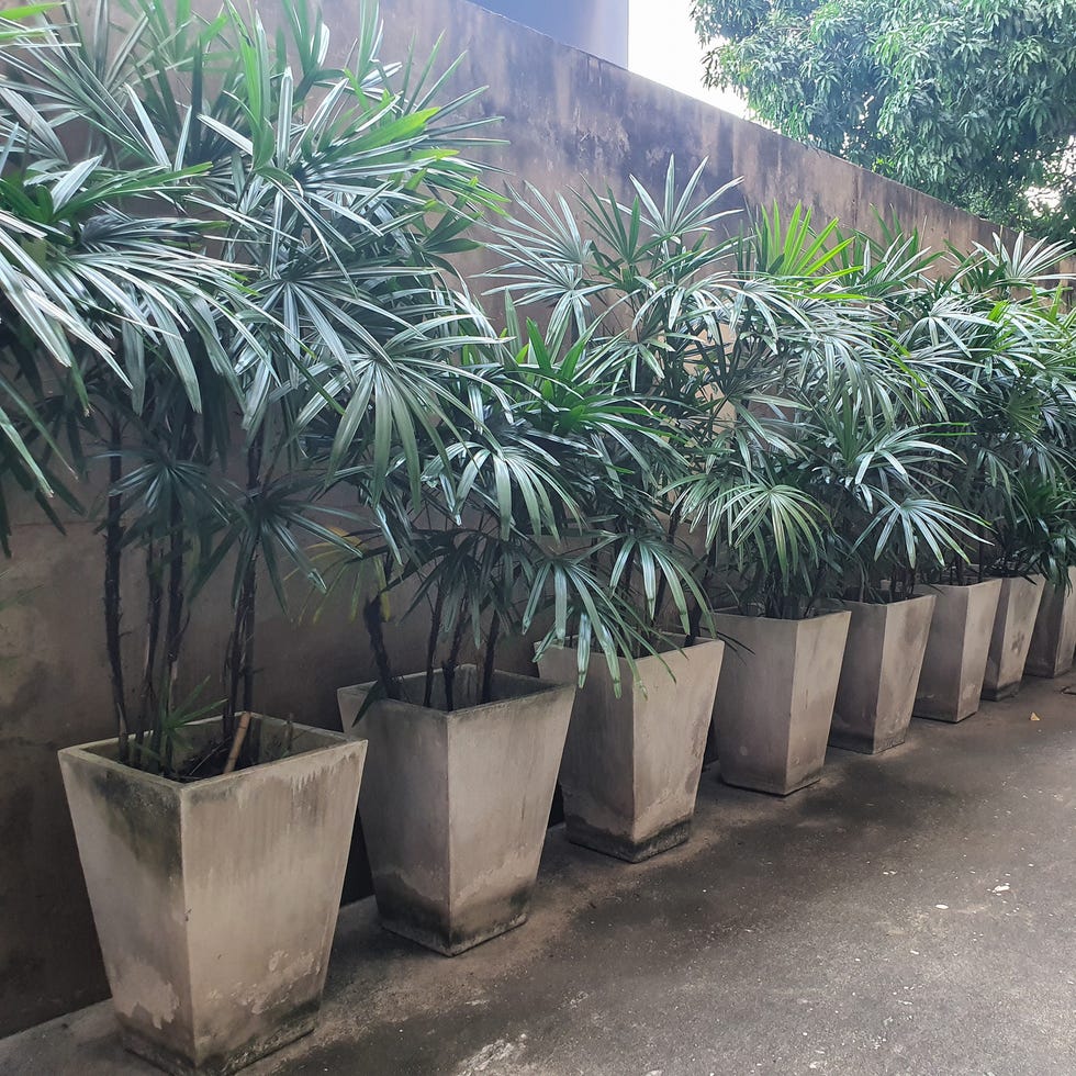 Rhapis excelsa, también conocida como palma de dama de hoja ancha o palma de bambú revestida en el piso de cemento en el hotel, Tailandia. rhapis excelsa, también conocida como palma de dama de hoja ancha o palma de bambú revestida en el piso de cemento en el hotel, tailandia