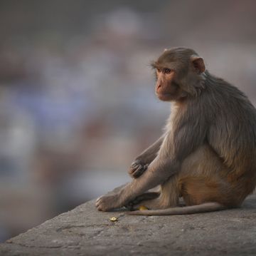 rhesus macaque monkey in jaipur