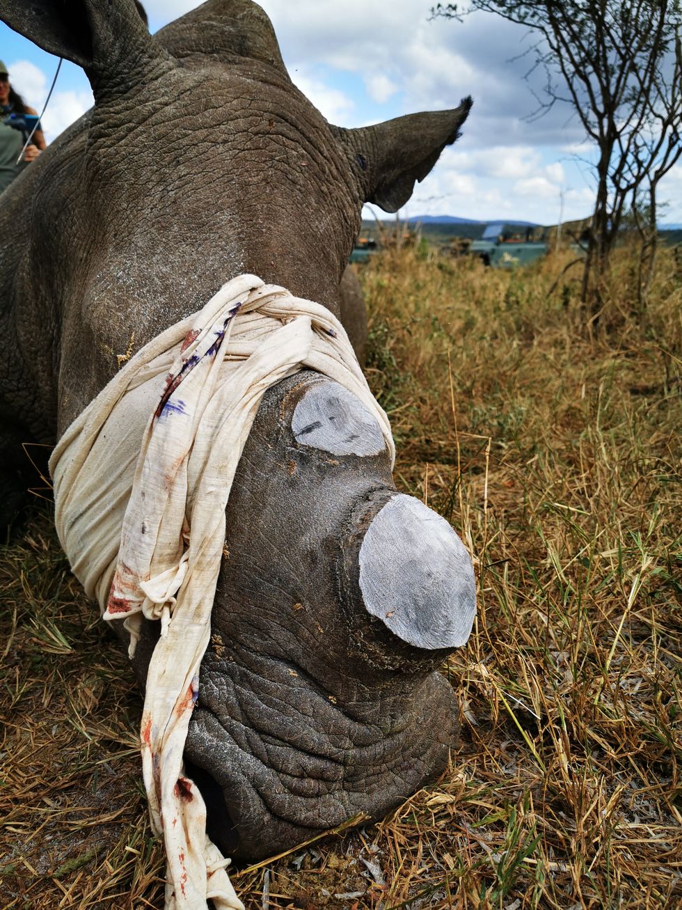 Black rhinoceros, White rhinoceros, Rhinoceros, Horn, Snout, Indian rhinoceros, Grass, Tree, Landscape, Bovine, 