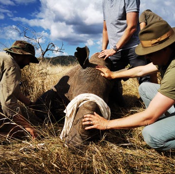 Straw, Farmworker, Hay, Grass family, Adaptation, Plant, Farmer, Herder, Wildlife biologist, Farm, 