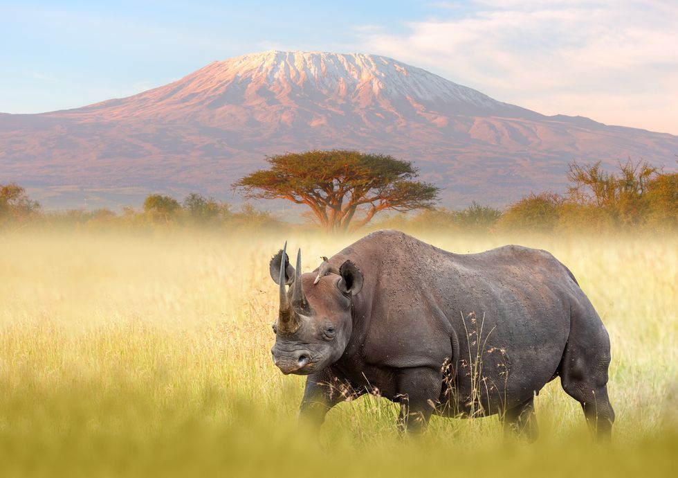 rhino and kilimanjaro