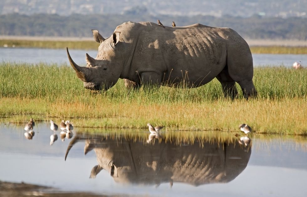 rhino reflection