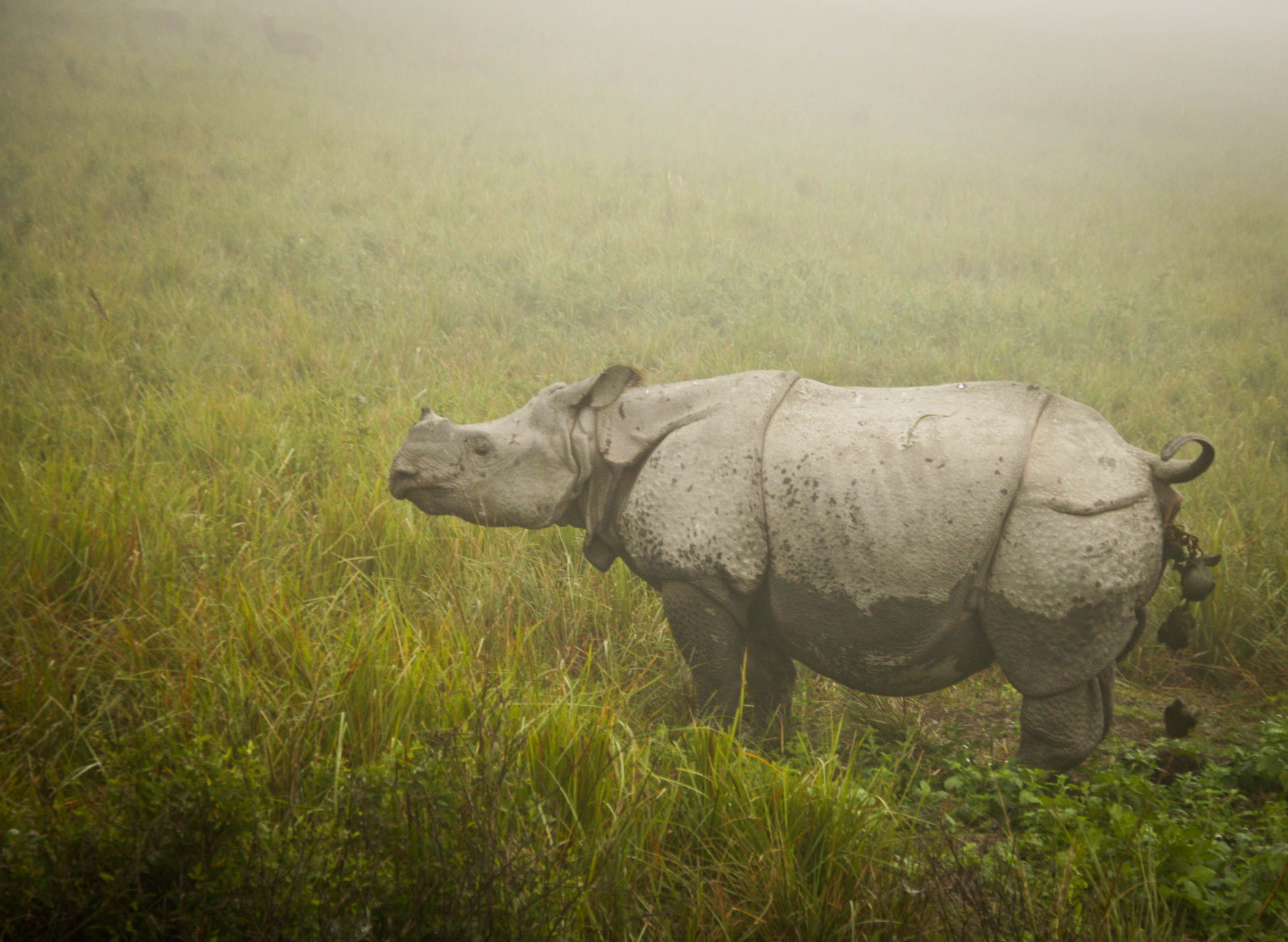 Facts About Rhinos | World Rhino Day 2019