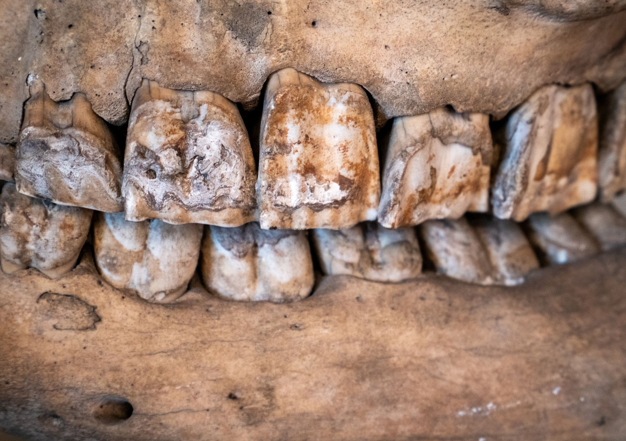 rhino-teeth-royalty-free-image-1752611346.pjpeg