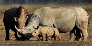 rhino with baby