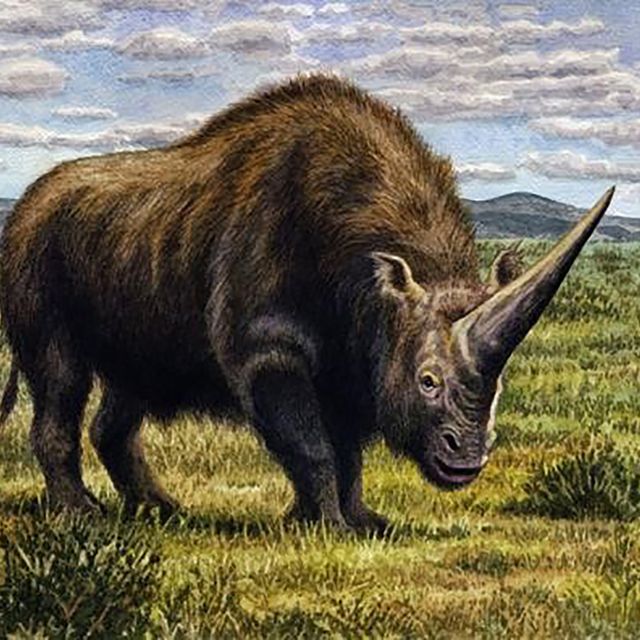 Artist’s impression of Elasmotherium rhino