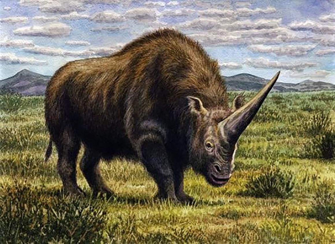 Artist’s impression of Elasmotherium rhino