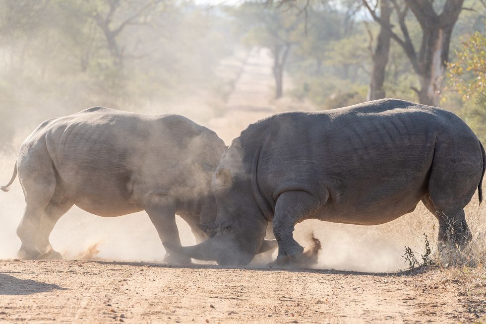 Rhinoceros Fighting On Dirt Road