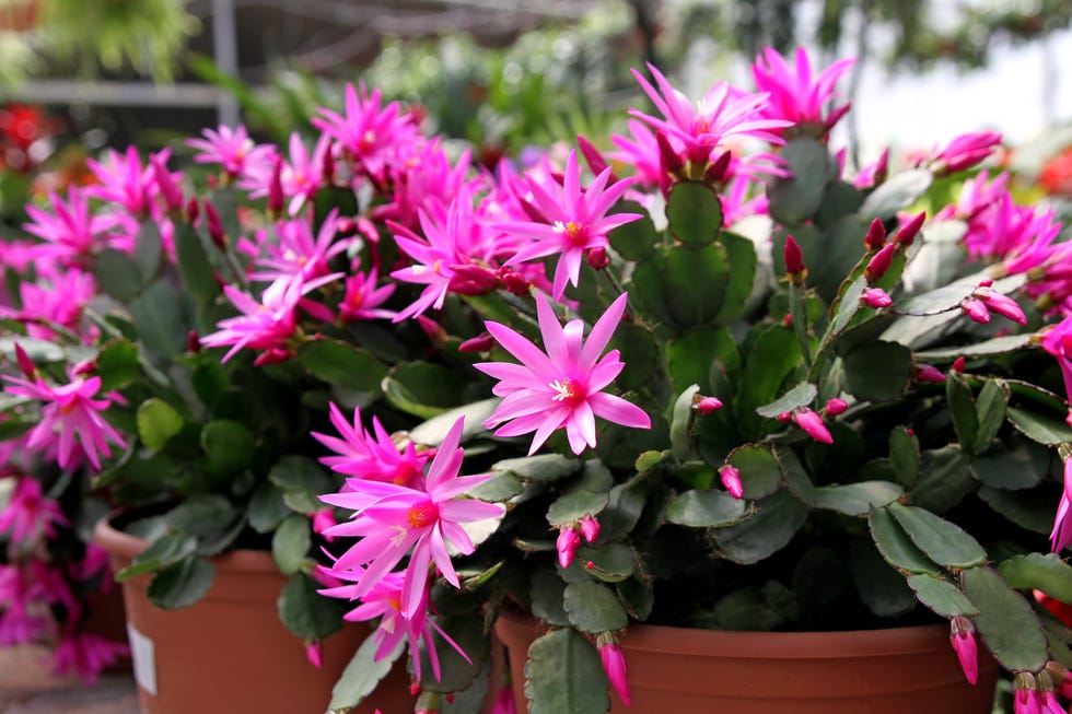 Thanksgiving vs. Christmas cactus, Easter cactus
