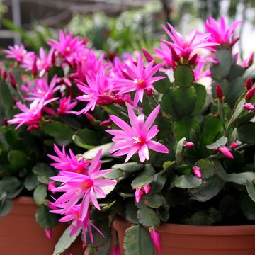 rhipsalidopsis or easter cactus