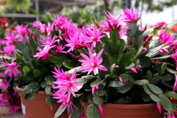 rhipsalidopsis o cactus de pascua con flores de color rosa intenso
